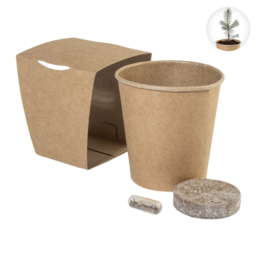 Christmas tree growing kit MerryGrow